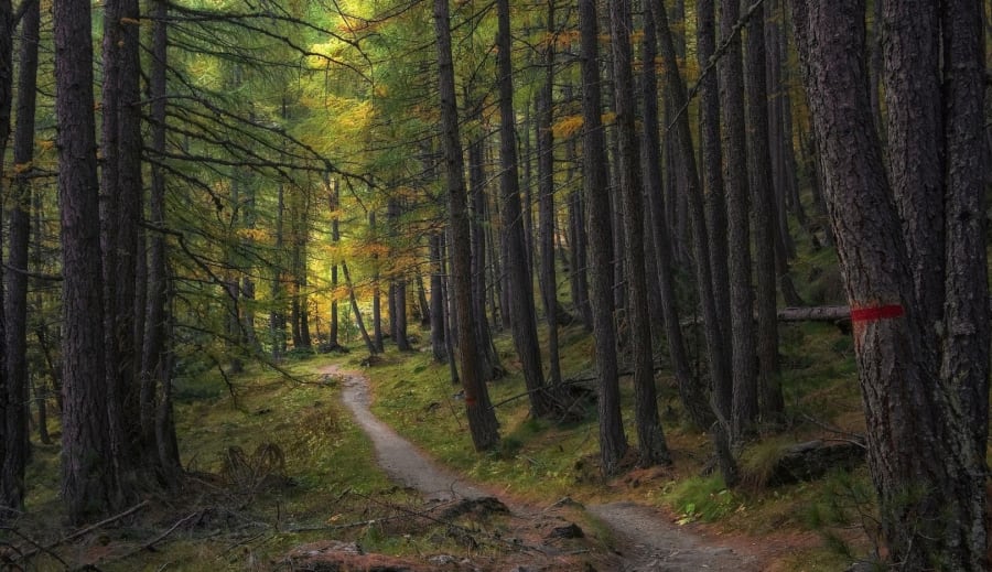 När skogen doftar höst
